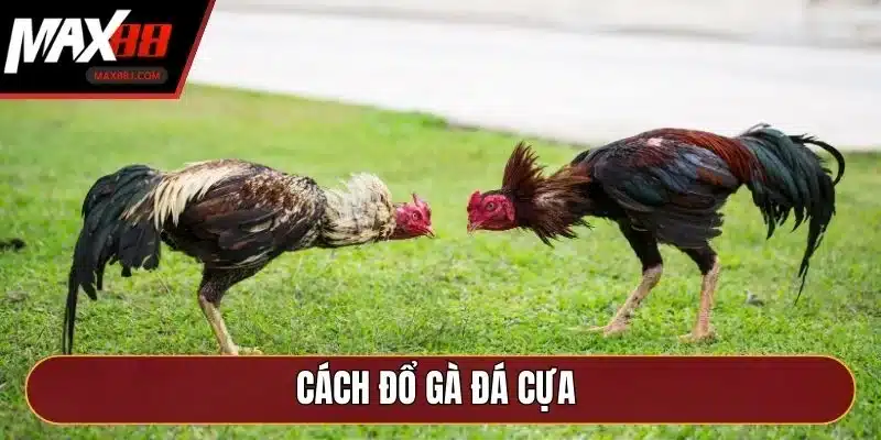 cách đổ gà đá cựa