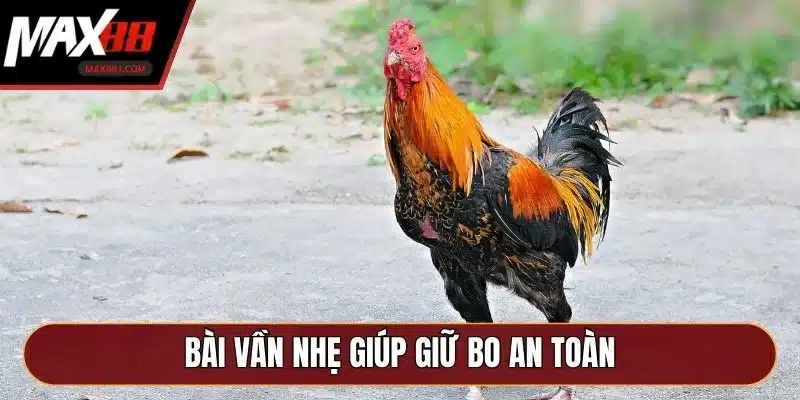 Bài vần nhẹ giúp giữ bo an toàn Bài vần nhẹ giúp giữ bo an toàn