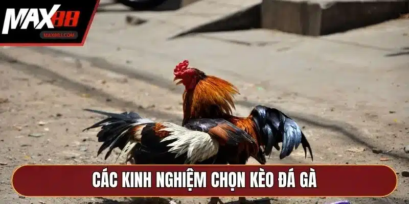 Các kinh nghiệm chọn kèo đá gà Các kinh nghiệm chọn kèo đá gà