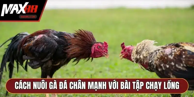 Cách nuôi gà đá chân mạnh với bài tập chạy lồng Cách nuôi gà đá chân mạnh với bài tập chạy lồng