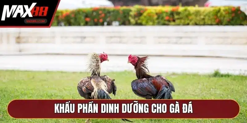 Khẩu phần dinh dưỡng cho gà đá Khẩu phần dinh dưỡng cho gà đá