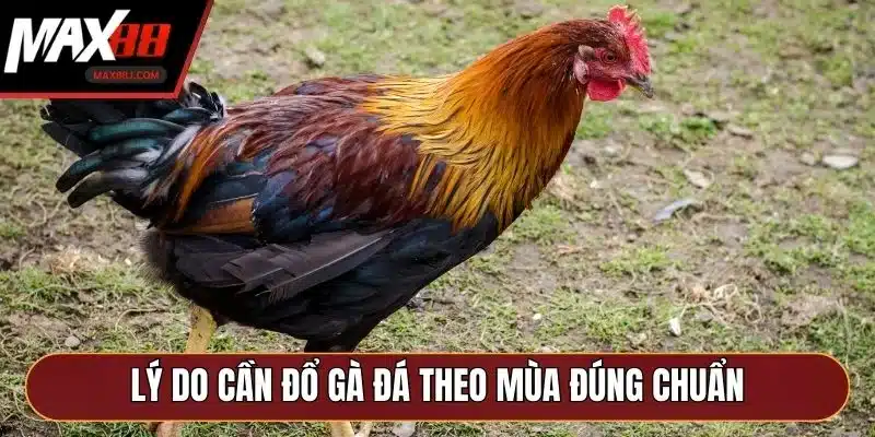 Lý do cần đổ gà đá theo mùa đúng chuẩn Lý do cần đổ gà đá theo mùa đúng chuẩn