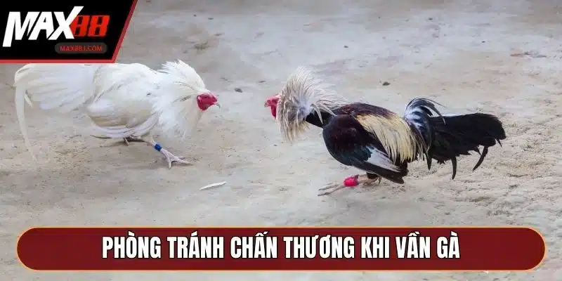 Phòng tránh chấn thương khi vần gà Phòng tránh chấn thương khi vần gà