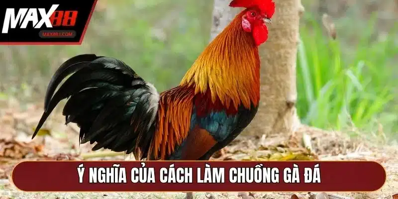 Ý nghĩa của cách làm chuồng gà đá Ý nghĩa của cách làm chuồng gà đá